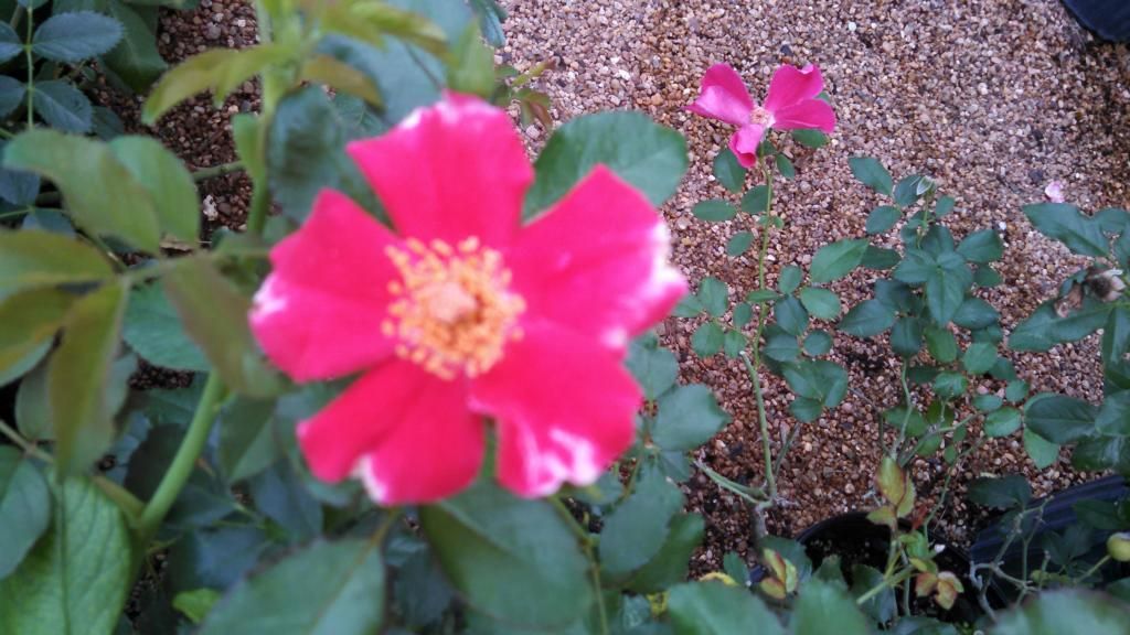 fires of alamo photo IMG_20140924_102301_415.jpg